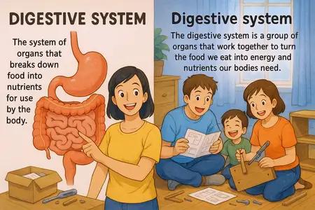 Digestive System Meaning