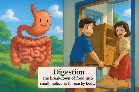 Digestion Meaning