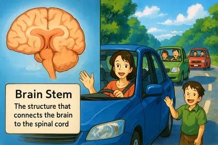 Brain Stem Meaning
