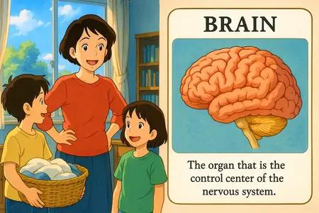 Brain Meaning