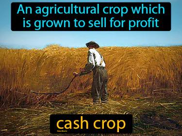 Cash Crop Meaning