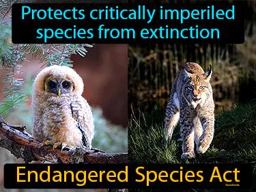 Endangered Species Act Meaning