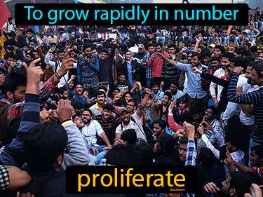Proliferate Meaning