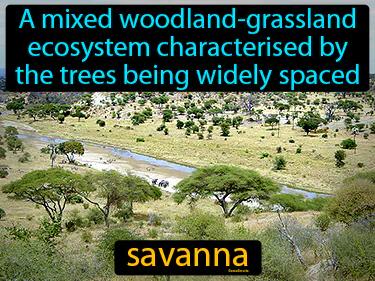 Savanna Meaning