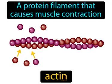 Actin Meaning