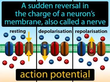 Action Potential Meaning