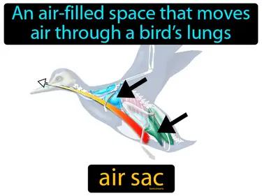 Air Sac Meaning