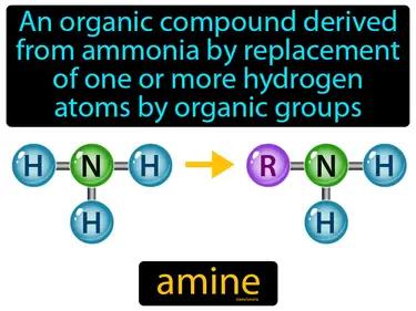 Amine Meaning