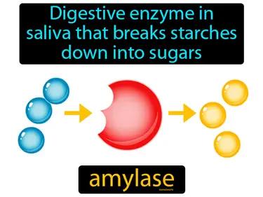 Amylase Meaning