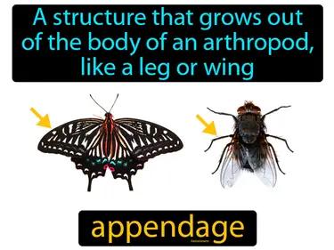 Appendage Meaning