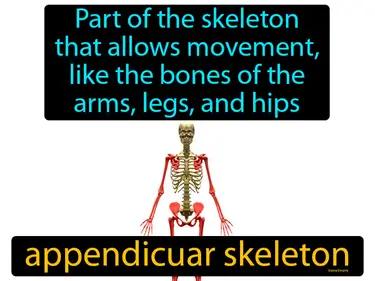 Appendicular Skeleton Meaning