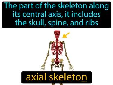 Axial Skeleton Meaning