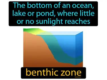 Benthic Zone Meaning