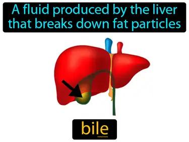 Bile Meaning