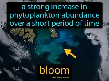 Bloom Meaning