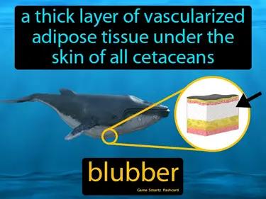 Blubber Meaning