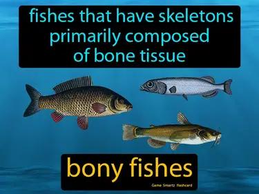 Bony Fishes Meaning