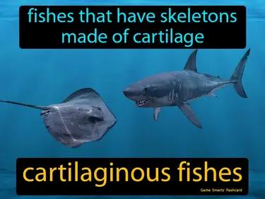 Cartilaginous Fishes Meaning
