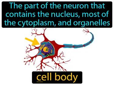 Cell Body Meaning