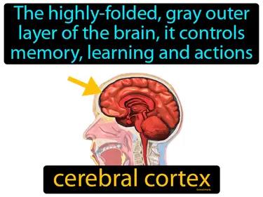 Cerebral Cortex Meaning
