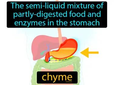 Chyme Meaning