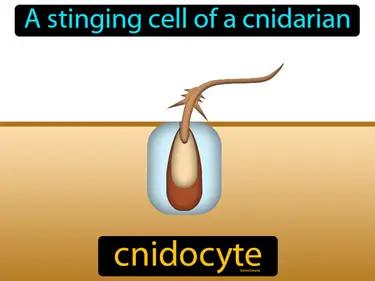 Cnidocyte Meaning