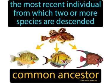 Common Ancestor Meaning