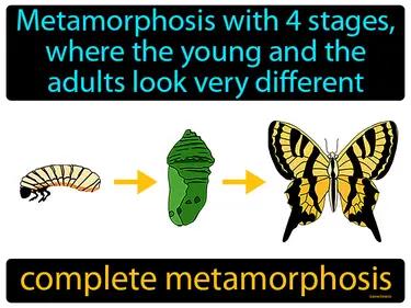 Complete Metamorphosis Meaning