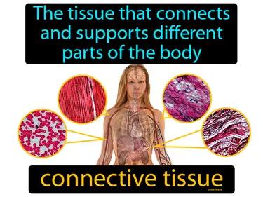Connective Tissue Meaning
