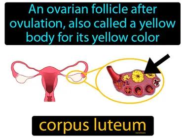 Corpus Luteum Meaning