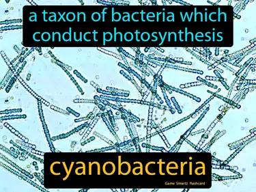 Cyanobacteria Meaning