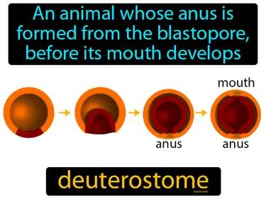 Deuterostome Meaning