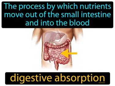 Digestive Absorption Meaning