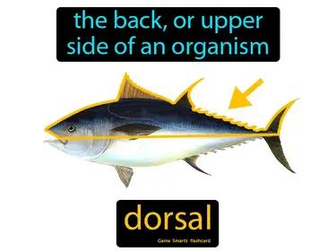 Dorsal Meaning