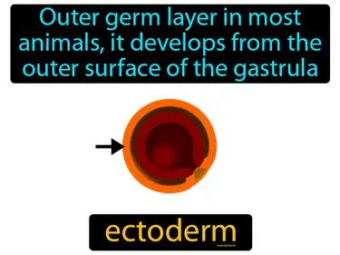 Ectoderm Meaning
