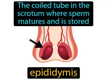 Epididymis Meaning