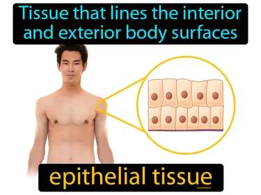 Epithelial Tissue Meaning