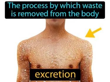 Excretion Meaning