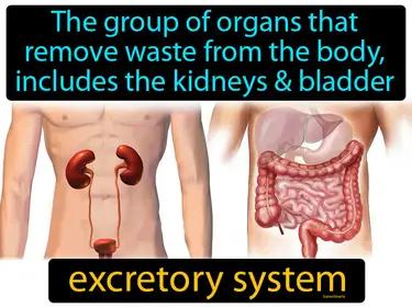 Excretory System Meaning