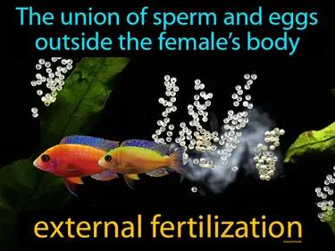 External Fertilization Meaning