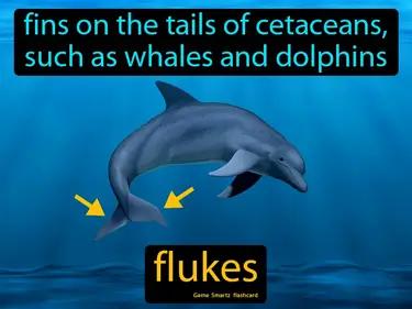 Flukes Meaning