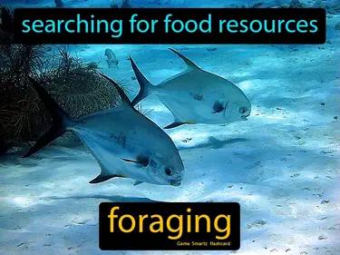 Foraging Meaning