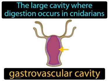 Gastrovascular Cavity Meaning