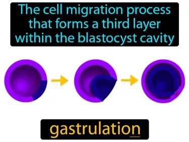 Gastrulation Meaning