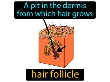 Hair Follicle Meaning