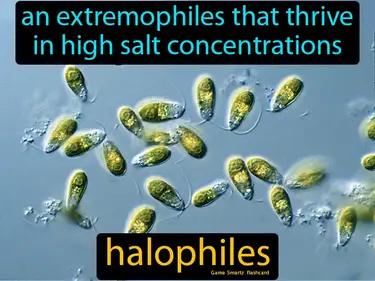 Halophiles Meaning