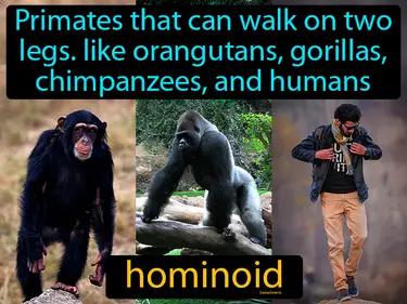 Hominoid Meaning