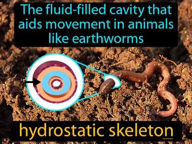 Hydrostatic Skeleton Meaning