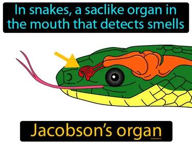 Jacobsons Organ Meaning