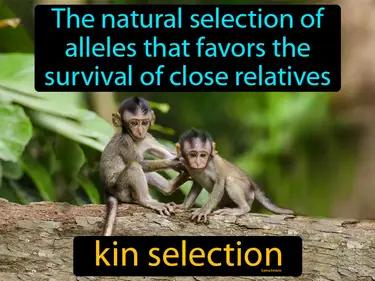 Kin Selection Meaning